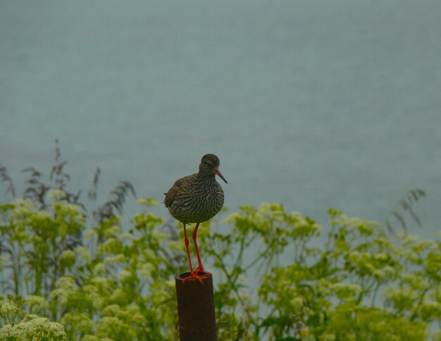 Photo close-up of bird perching on wooden post