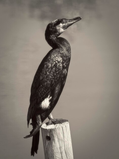 Photo close-up of bird perching on wooden post