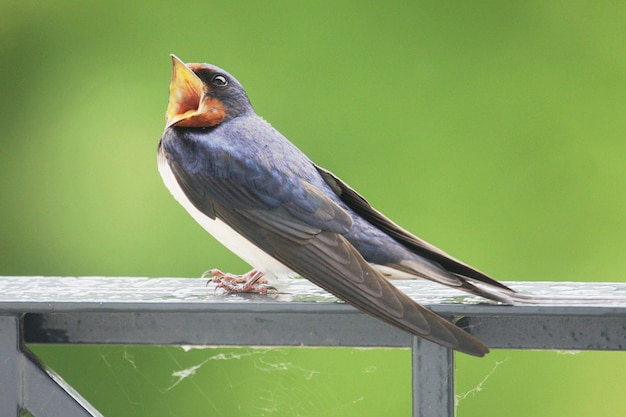 木製のレールに座っている鳥のクローズアップ