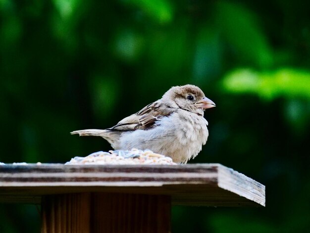 Photo close-up of bird perching on wooden table