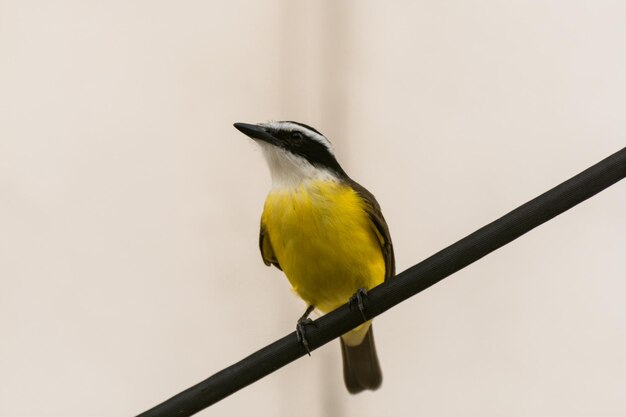 Close-up of bird perching on yellow against clear sky