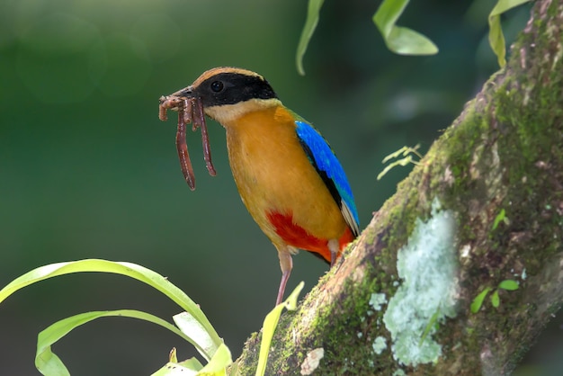 黄色い葉の上に座っている鳥のクローズアップ