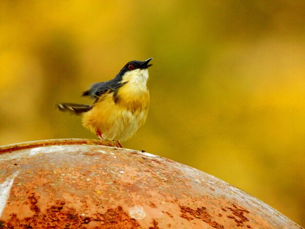 Foto close-up di un uccello appoggiato su un campo giallo