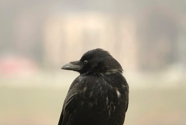 Close-up of bird perching