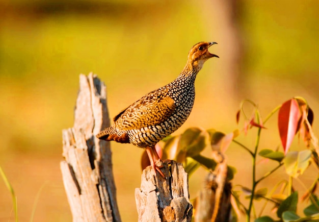 Photo close-up of bird perching