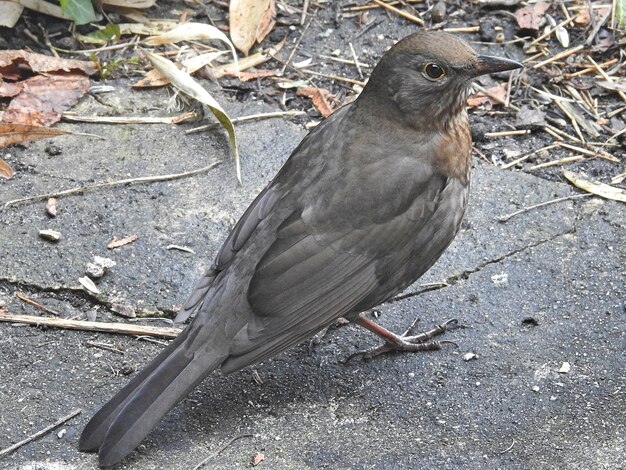 Close-up of bird perching