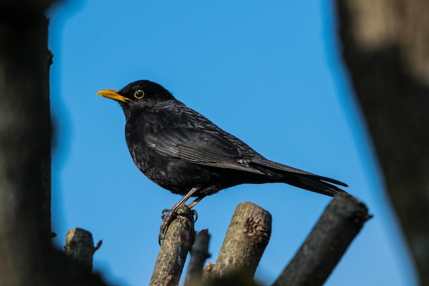 Photo close-up of bird perching