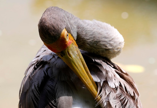 鳥が座っているクローズアップ