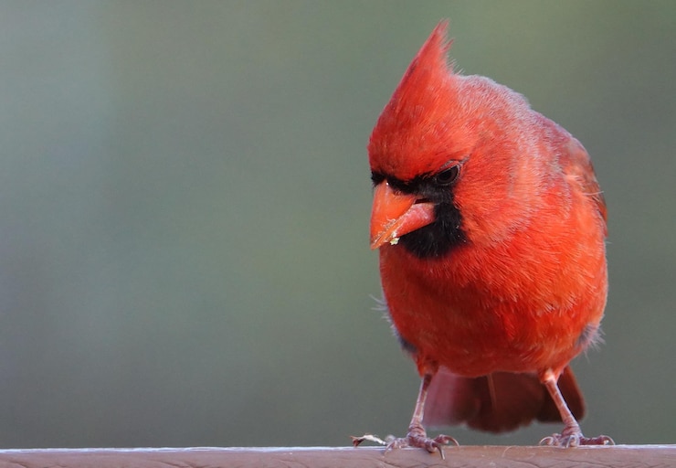 Photo 鳥が座っているクローズアップ