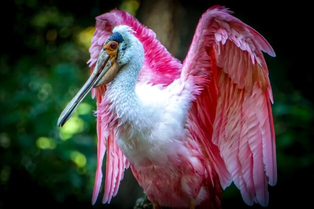 Photo close-up of a bird perching