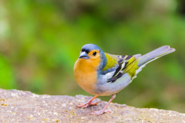 Photo close-up of bird perching