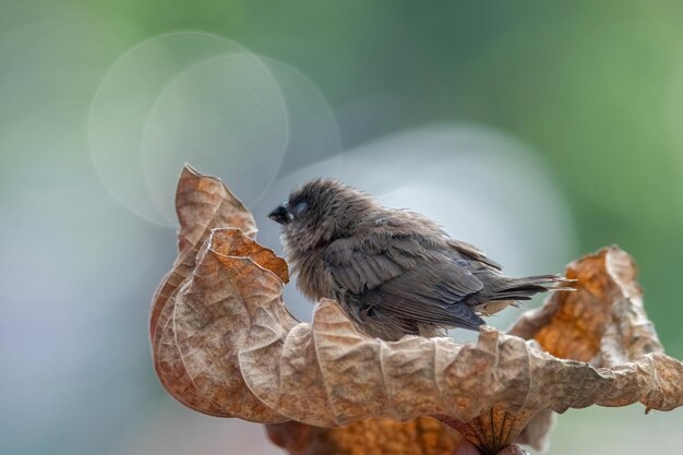 Photo close-up of bird perching