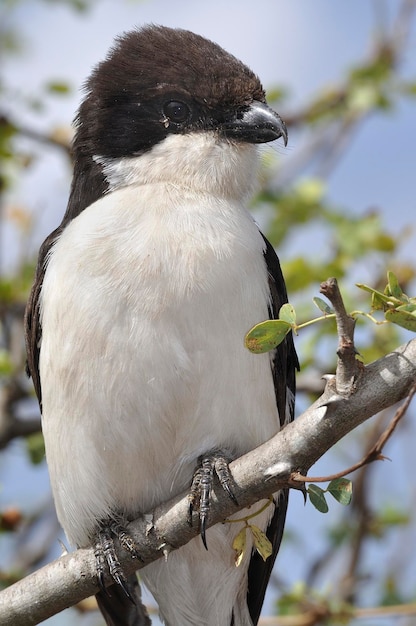 Photo close-up of bird perching