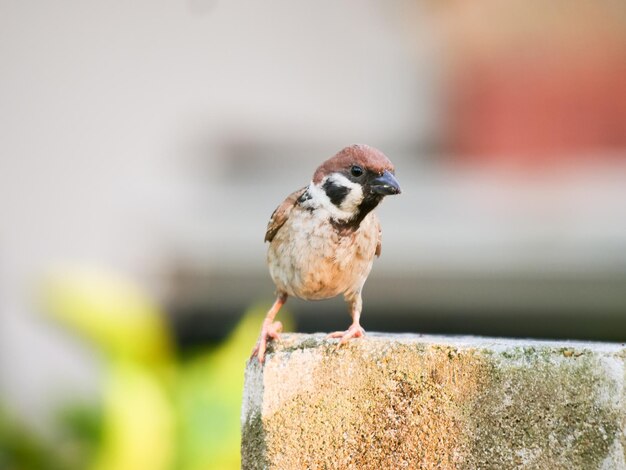 Photo close-up of bird perching