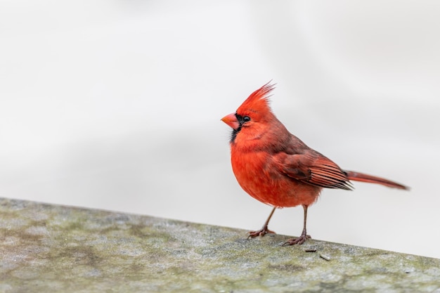 Foto close-up di un uccello appoggiato