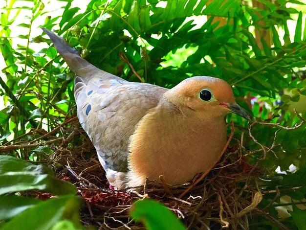 Close-up of bird perching