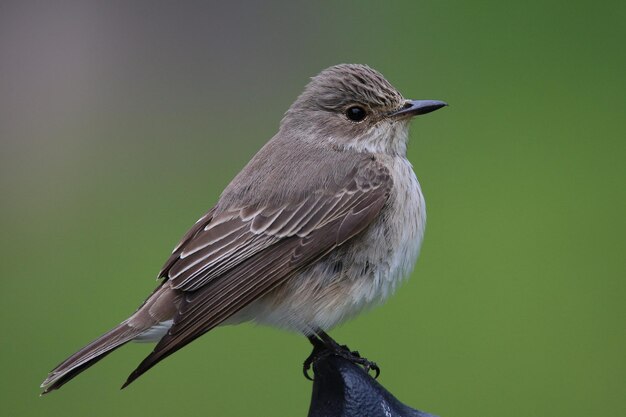 Photo close-up of bird perching