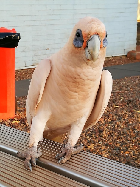 Foto prossimo piano di un uccello appollaiato