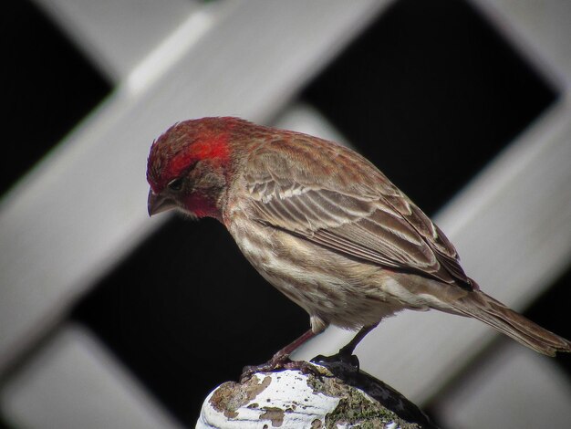 Foto prossimo piano di un uccello appollaiato