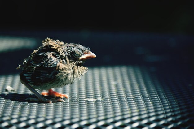 Photo close-up of bird perching