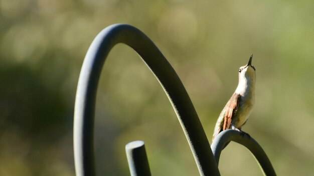 Close-up of bird perching