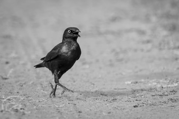 鳥が座っているクローズアップ