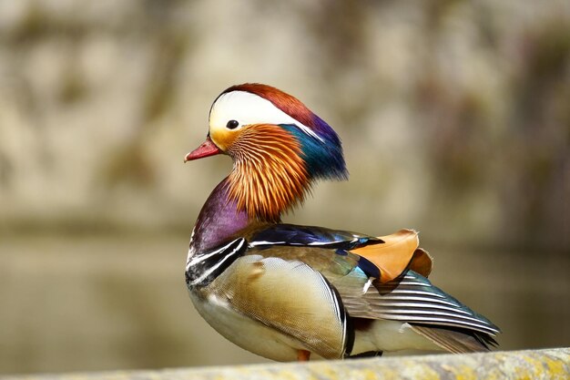 Close-up of bird perching