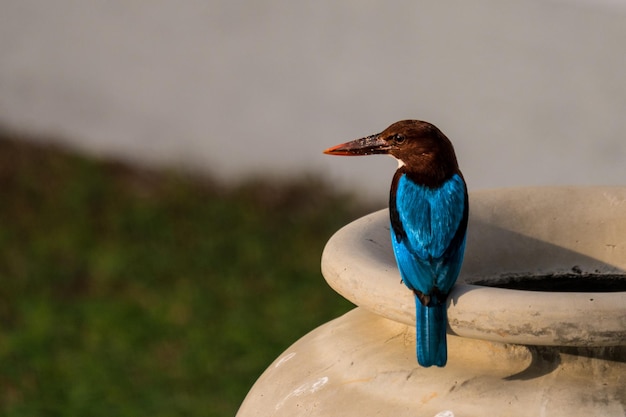 鳥が座っているクローズアップ