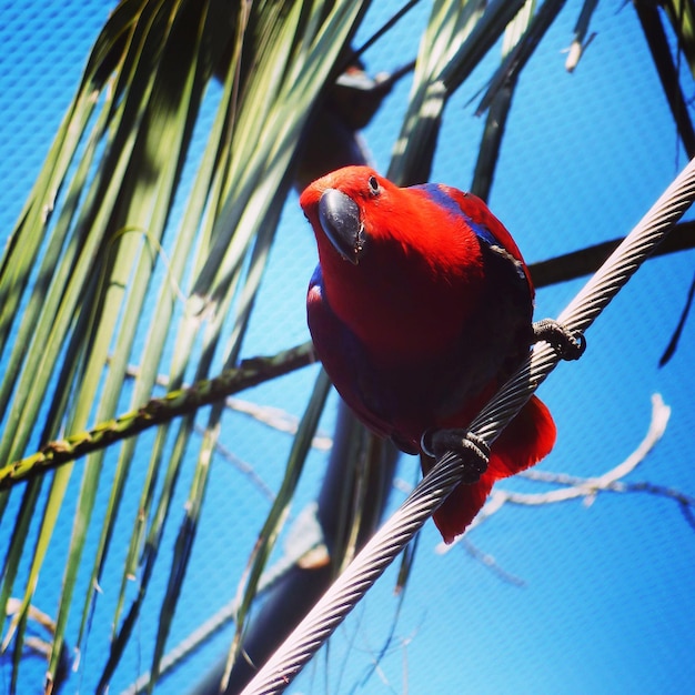 Close-up of a bird perching