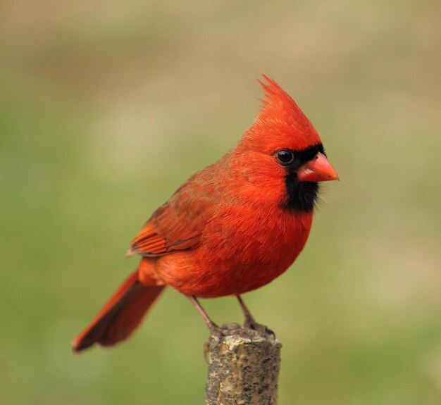 鳥が座っているクローズアップ