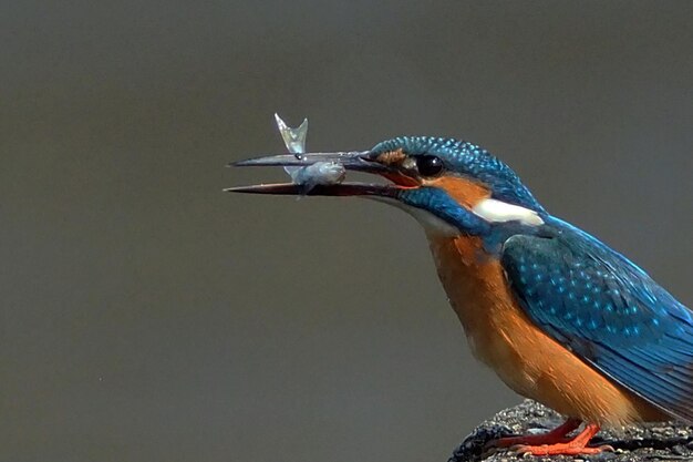 Foto prossimo piano di un uccello appollaiato