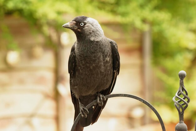 Foto prossimo piano di un uccello appollaiato