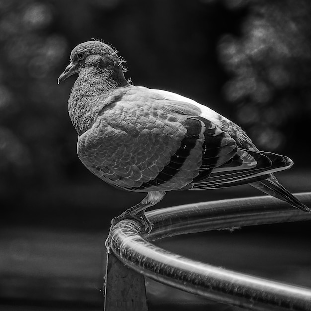 Photo close-up of bird perching