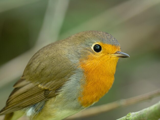 Foto prossimo piano di un uccello appollaiato