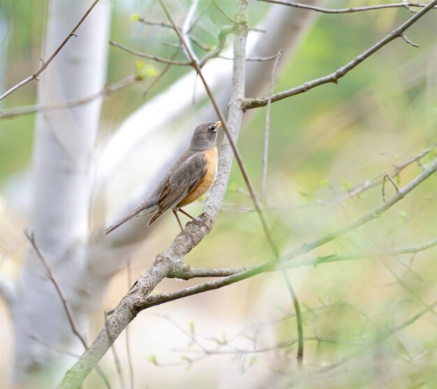 Photo close-up of bird perching