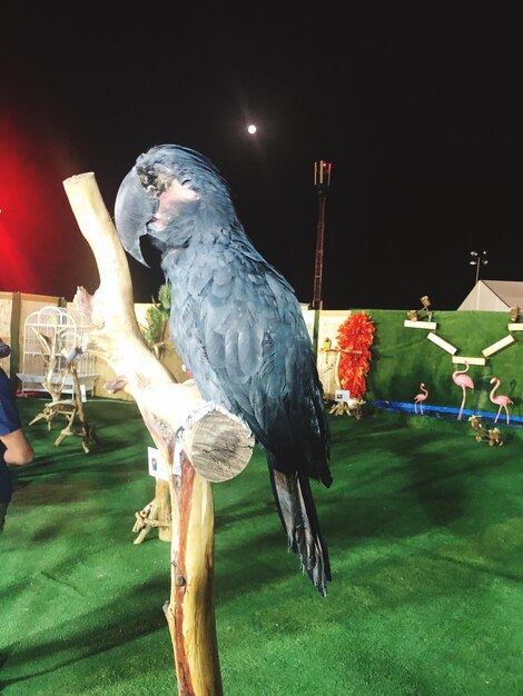 Close-up of bird perching