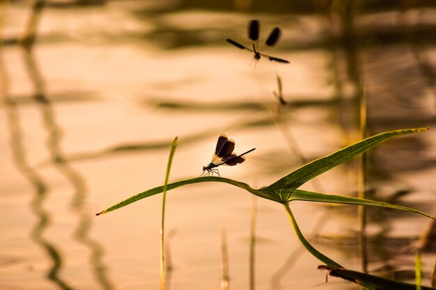 Foto prossimo piano di un uccello sulla pianta contro il lago