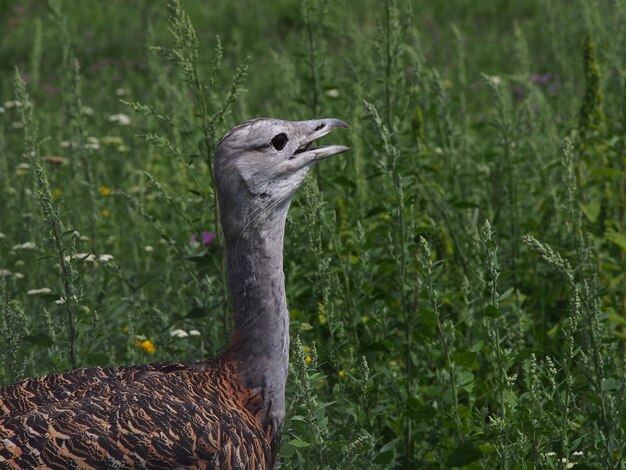 Foto prossimo piano di un uccello sulla pianta