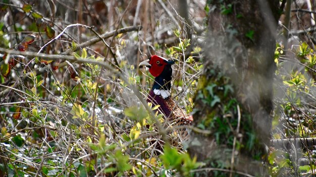 Photo close-up of a bird behind a plant