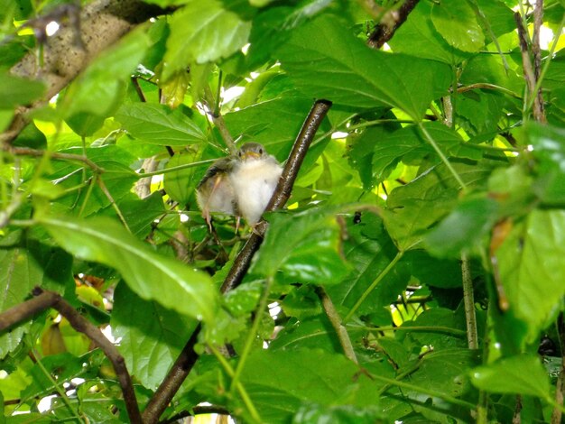 Close-up of bird on plant