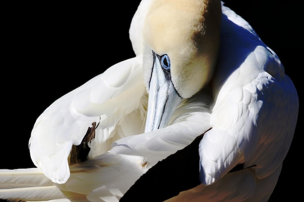 Close-up di un uccello che si pulisce su uno sfondo nero
