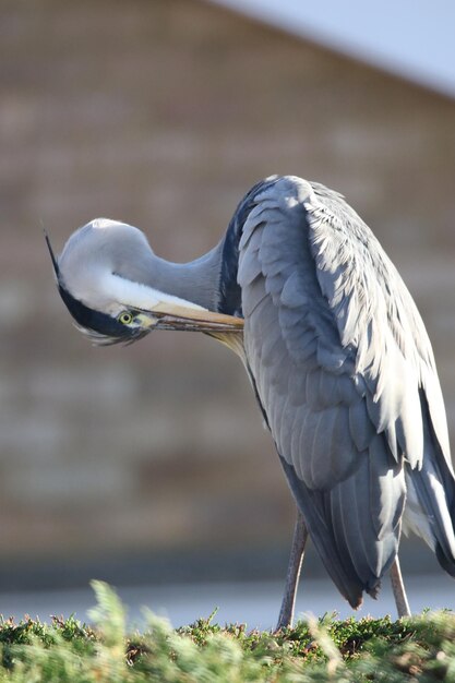 Photo close-up of a bird preening