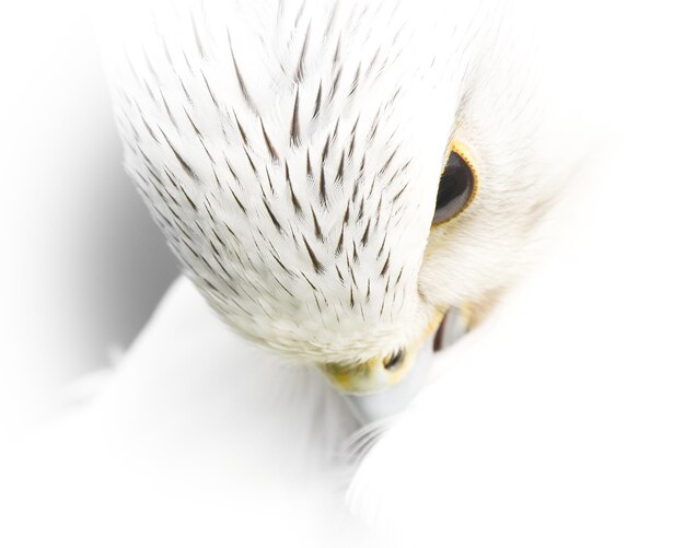 Photo close-up of bird preening