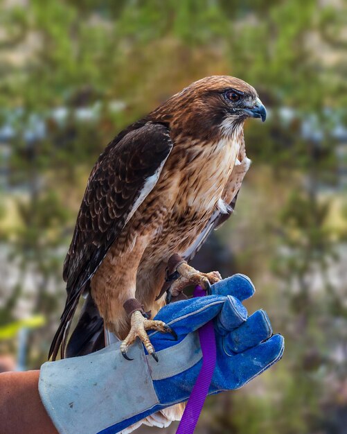 Photo close-up of bird of prey