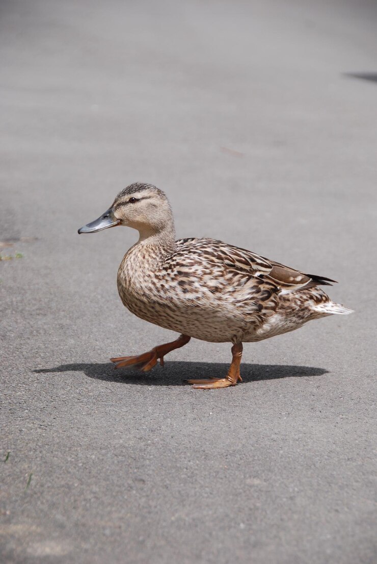 Photo 道路上の鳥のクローズアップ