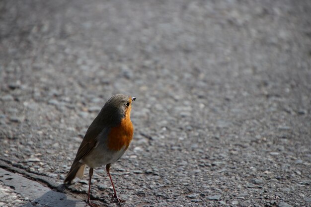 Photo close-up of a bird on the road