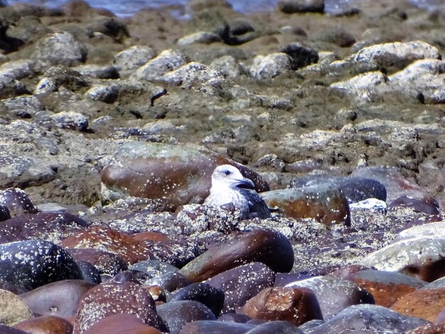 Close-up of bird on rock at shore