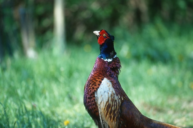 Photo close-up of a bird on rock