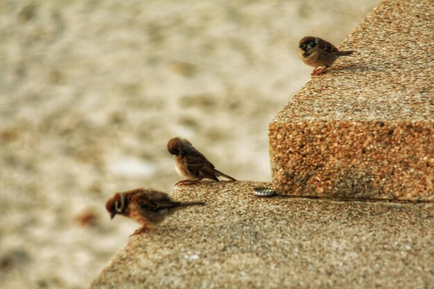 岩の上にある鳥のクローズアップ