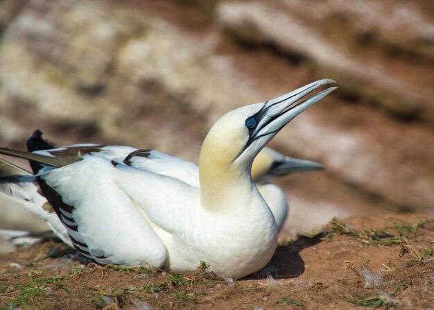 Photo close-up of a bird on rock